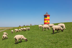 Sheep, Pilsum lighthouse, Pilsum, East Frisia, Sheep, Pilsum lighthouse, Pilsum, East Frisia,